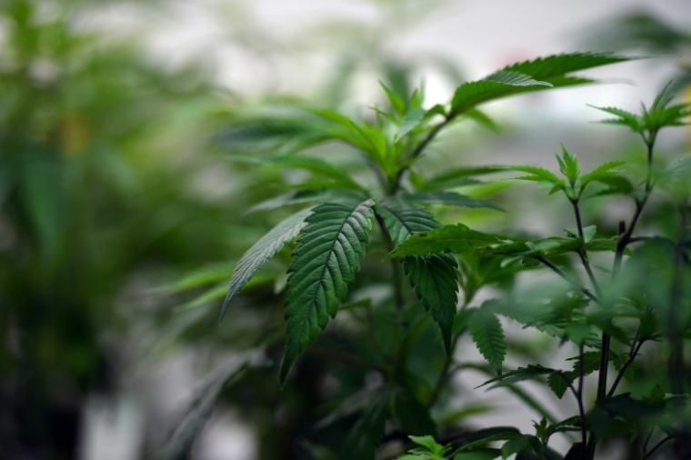 L'industrie australienne du cannabis médical prescrit "de manière excessive" du cannabis sans véritable contrôle, dénoncent les médecins et pharmaciens du pays ( AFP / Saeed KHAN )