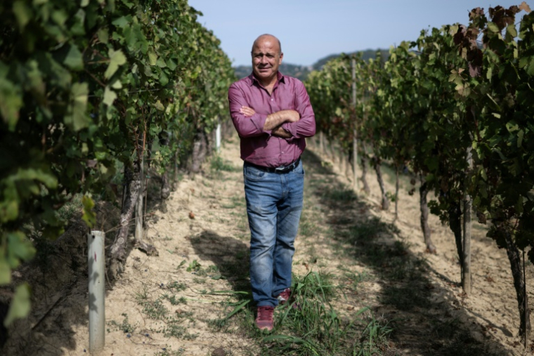 Filippo Mobrici, président du Consorzio Barbera d'Asti, le 21 septembre 2026 dans un vignoble près de la ville italienne d'Asti ( AFP / Marco Bertorello )