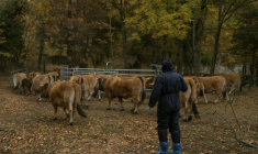 Un vétérinaire s'approche de vaches destinées à être euthanasiées, en raison du risque d'infection par la dermatose bovine, à Thuès-Entre-Valls (Pyrénées-Orientales), le 3 novembre 2025 ( AFP / Idriss Bigou-Gilles )