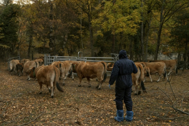 Un vétérinaire s'approche de vaches destinées à être euthanasiées, en raison du risque d'infection par la dermatose bovine, à Thuès-Entre-Valls (Pyrénées-Orientales), le 3 novembre 2025 ( AFP / Idriss Bigou-Gilles )