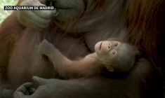 Naissance au zoo de Madrid d'un orang-outan de Bornéo
