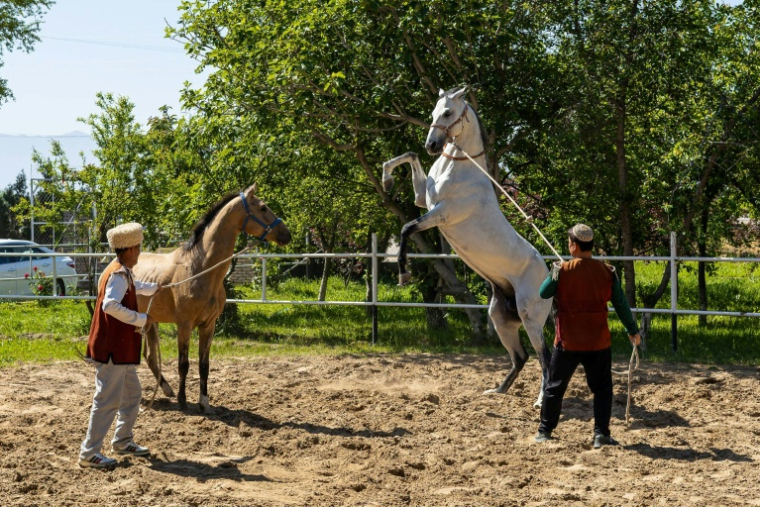 Chevaux Akhal-Teke vers Achkhabad, la capitale du Turkménistan, le 24 avril 2026 ( AFP / STRINGER )