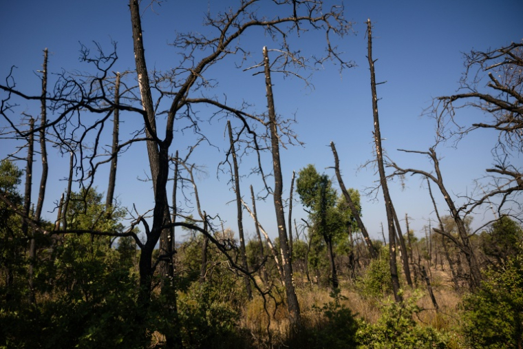 Paysage ravagé par le feu dans le massif du Gros Bessillon (Var), le 29 juillet 2026 ( AFP / CLEMENT MAHOUDEAU )