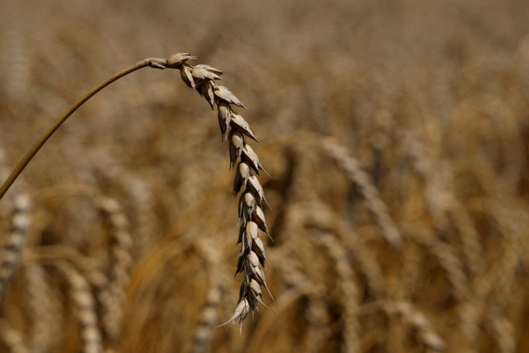 HAUSSE DU PRIX DU BLÉ, APRÈS LA FRAPPE RUSSE SUR ODESSA