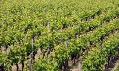 (illustration) ( AFP / JEAN-PIERRE MULLER )