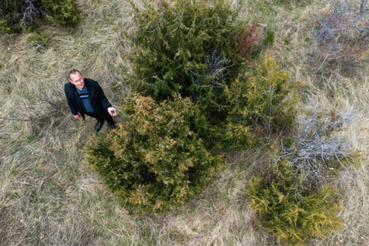 Slobodan Velickovic inspecte des baies  de genièvre sur des buissons dans les collines près de Vranje, dans le sud de la Serbie, le 15 avril 2026 ( AFP / Andrej ISAKOVIC )
