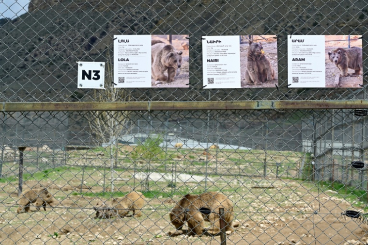 Les ours Nairi, Aram et Lola, secourus de la captivité, renouent avec une vie mi-sauvage dans un centre de réhabilitation près du village d'Urtsadzor, en Arménie, le 21 avril 2026 ( AFP / KAREN MINASYAN )