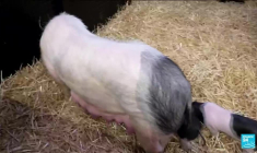 Salon de l'agriculture : L'édition 2026 s'ouvre sans vaches