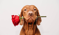 Saint-Valentin (Crédits: Adobe Stock)