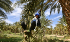 Un agriculteur descend d'un plmier après l'avoir pollinisé, le 30 avril 2025, dans les palmeraies de Jemna, dans le sud de la Tunisie.  ( AFP / FETHI BELAID )
