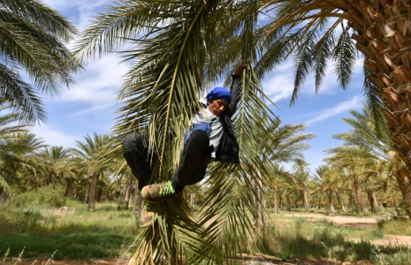 Un agriculteur descend d'un plmier après l'avoir pollinisé, le 30 avril 2025, dans les palmeraies de Jemna, dans le sud de la Tunisie.  ( AFP / FETHI BELAID )