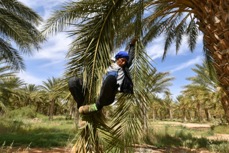 Un agriculteur descend d'un plmier après l'avoir pollinisé, le 30 avril 2025, dans les palmeraies de Jemna, dans le sud de la Tunisie. ( AFP / FETHI BELAID )
