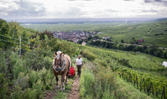 Malik Oudni, propriétaire de "La ferme sans nom" et son cheval Vizir, lors de vendanges à Ammerschwihr, dans le Haut-Rhin, le 5 septembre 2025 ( AFP / SEBASTIEN BOZON )