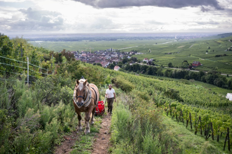 Malik Oudni, propriétaire de "La ferme sans nom" et son cheval Vizir, lors de vendanges à Ammerschwihr, dans le Haut-Rhin, le 5 septembre 2025 ( AFP / SEBASTIEN BOZON )