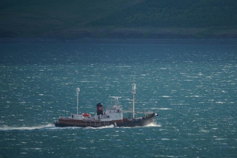 Le baleinier Hvalur 9 ramène au port un rorqual commun de 20 mètres vers le port de Hvalfjordur, près de Reykjavik, le 24 juin 2022 ( AFP / Halldor KOLBEINS )