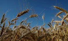 UKRAINE: LE BLOCAGE DES EXPORTATIONS MENACE LA RÉCOLTE ANNUELLE DE CÉRÉALES