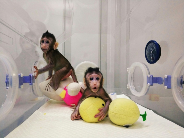 Zhong Zhong (g) et Hua Hua, clones de macaques mangeurs de crabes créés en 2017 ( CHINESE ACADEMY OF SCIENCES / Handout )