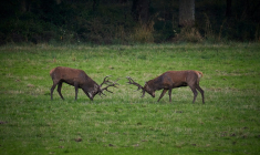 Deux cerfs à Chambord, dans le Loir-et-Cher, le 23 septembre 2024 ( AFP / GUILLAUME SOUVANT )