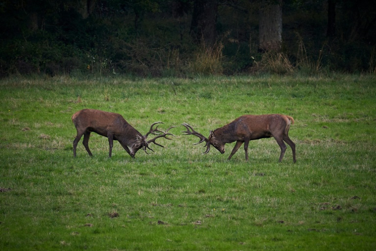 Deux cerfs à Chambord, dans le Loir-et-Cher, le 23 septembre 2024 ( AFP / GUILLAUME SOUVANT )