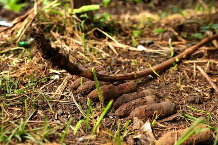 Des bombes américaines non explosées de la Seconde Guerre mondiale découvertes dans le potager de la maison de Dennis Phillip à Honiara, le 11 septembre 2025 aux Iles Salomon ( AFP / Ben STRANG )