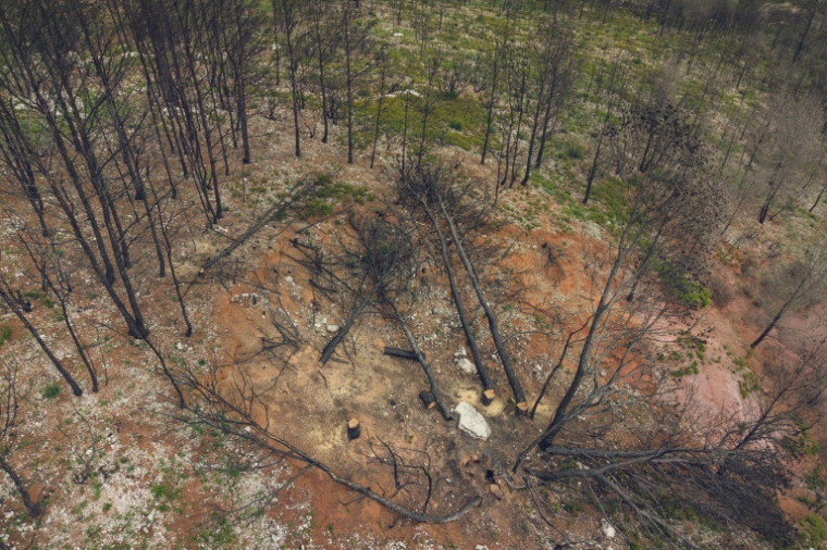 Vue aérienne d'arbres récemment abattus par l'Office national des forêts (ONF) après l'incendie des Corbières de 2025, à Thézan-des-Corbières, le 13 mai 2026 dans l'Aude ( AFP / Idriss Bigou-Gilles )