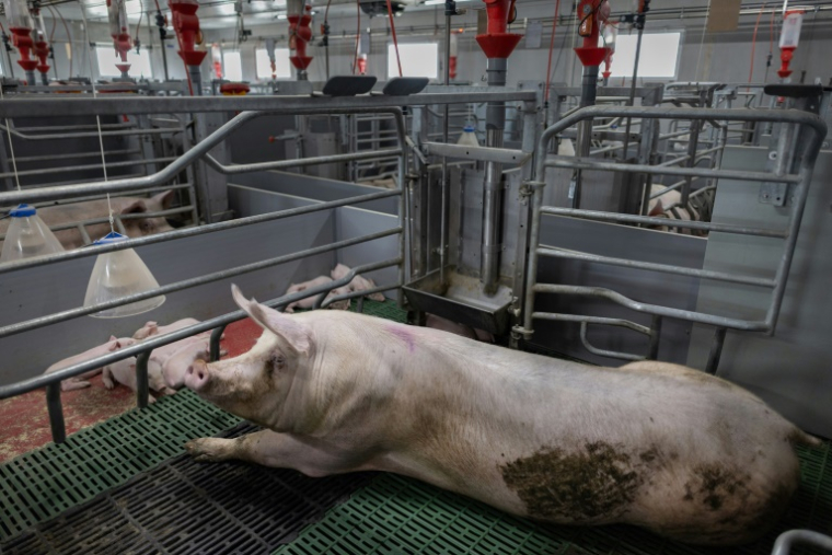 Un élevage porcin à Cleden-Poher, le 21 mai 2025 dans le Finistère ( AFP / Fred TANNEAU )