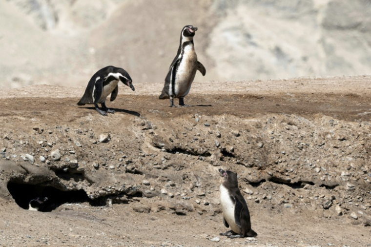 Des manchots de Humboldt à la réserve nationale de Punta San Juan de Marcona, dans le département d'Ica, dans le sud du Pérou, le 29 septembre 2025 ( AFP / Ernesto BENAVIDES )