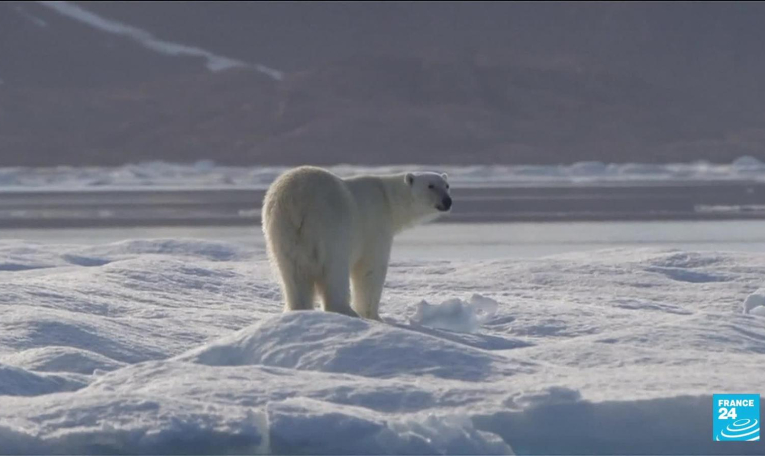 L'ours polaire, un animal érigé en étendard du changement climatique