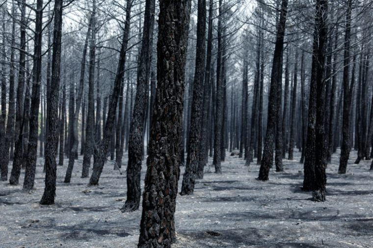 Une forêt dévastée par un incendie à Albendiego, dans la province espagnole de Guadalajara, au nord-est de Madrid, le 22 juillet 2026 ( AFP / Pierre-Philippe MARCOU )