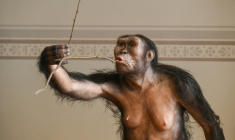 Reconstitution artistique de l'australopithèque Lucy, exposée au musée national de Prague, le 4 février 2025 en République tchèque ( AFP / Michal Cizek )