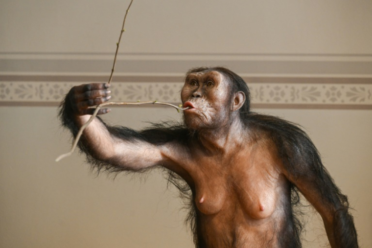 Reconstitution artistique de l'australopithèque Lucy, exposée au musée national de Prague, le 4 février 2025 en République tchèque ( AFP / Michal Cizek )