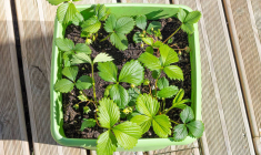 Un lombricomposteur à la portée de toutes les plantes - iStock-Cyril Aucher