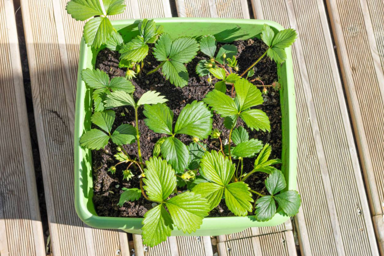 Un lombricomposteur à la portée de toutes les plantes - iStock-Cyril Aucher