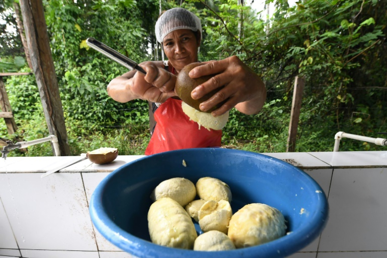 Des cupuaçus, fruits crémeux apparentés au cacao, dans une réserve autochtone de l'État d'Amazonas, au nord du Brésil, le 27 avril 2019 ( AFP / EVARISTO SA )