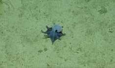Une photo du poulpe bleu, de la nouvelle espèce "Microeledone galapagensis", fournie par la Fondation Charles Darwin le 22 mai 2026 ( Charles Darwin Foundation / - )