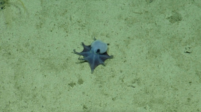 Une photo du poulpe bleu, de la nouvelle espèce "Microeledone galapagensis", fournie par la Fondation Charles Darwin le 22 mai 2026 ( Charles Darwin Foundation / - )