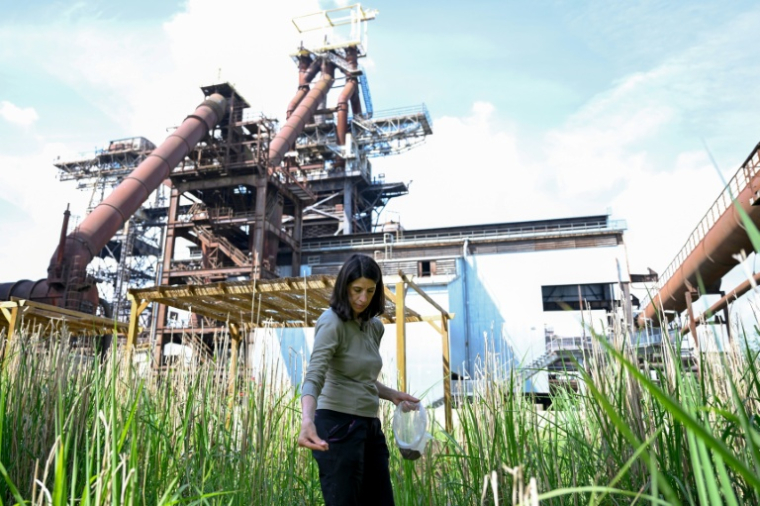 La scientifique Sonia Henry sème des graines sur un site industriel d'Uckange, le 21 mai 2026 ( AFP / Jean-Christophe Verhaegen )