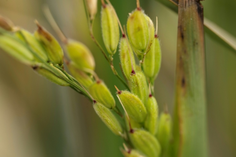 Une variété de riz semé dans la région fertile des Fens, dans l'est de l'Angleterre, le 14 octobre 2025 ( AFP / Oli SCARFF )