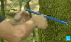 Les forêts françaises à bout de souffle ?