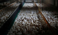 GRIPPE AVIAIRE: LES IMPORTATIONS DE VOLAILLES FRANÇAISES SUSPENDUES EN CHINE