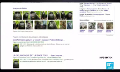 TinEye, l'alternative pour les recherches d'image inversée