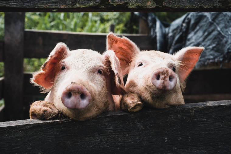 (Crédits photo : Unsplash - Kenneth Schipper Vera )