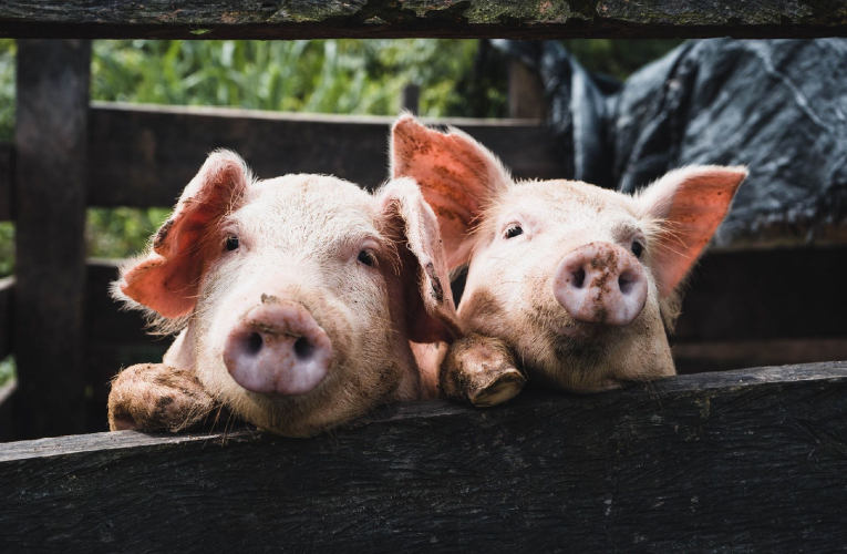 (Crédits photo : Unsplash - Kenneth Schipper Vera )