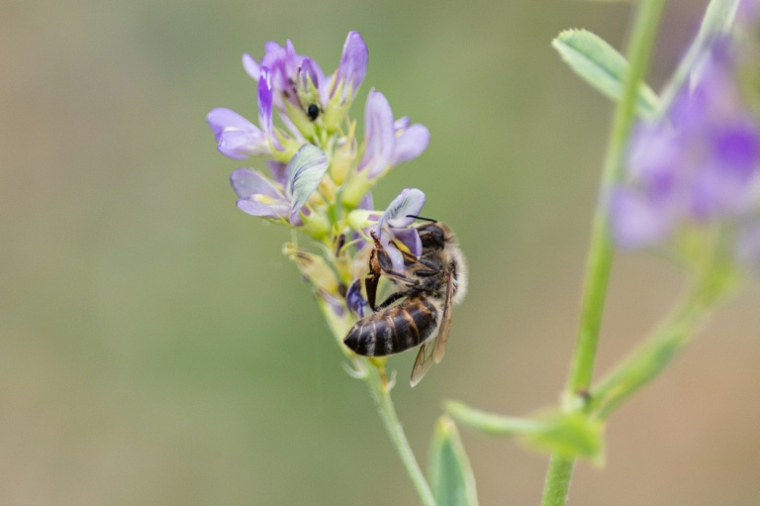 Une abeille butine de la luzerne, à Bouleuse, dans la Marne, le 6 août 2026 ( AFP / Sameer Al-DOUMY )