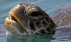 Une tortue. (illustration) ( AFP / RAUL ARBOLEDA )