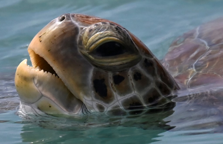 Une tortue. (illustration) ( AFP / RAUL ARBOLEDA )