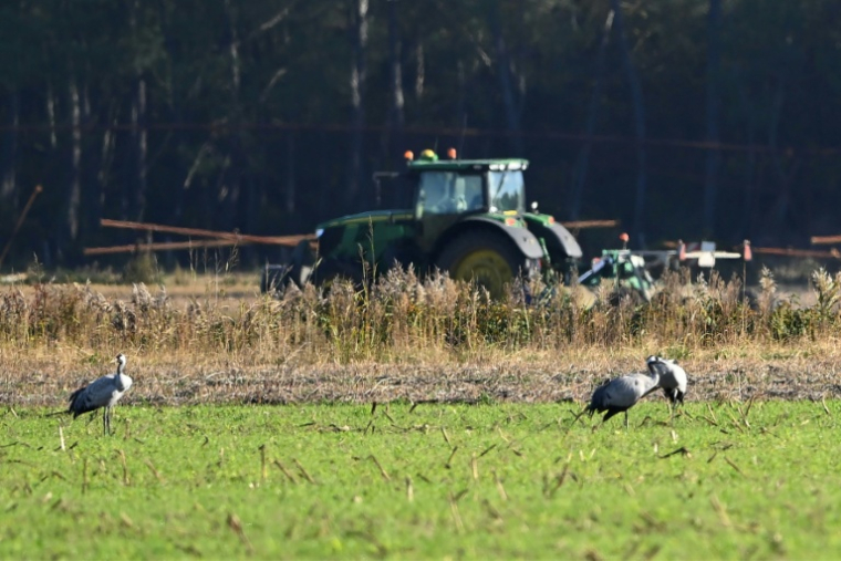 Des grues cendrées dans un champ près d'Arjuzanx, dans les Landes, le 30 octobre 2025 ( AFP / Gaizka IROZ )