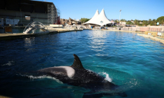 Le bassin des orques du MarineLand à Antibes, le 27 novembre 2025 dans les Alpes-Maritimes ( AFP / Valery HACHE )