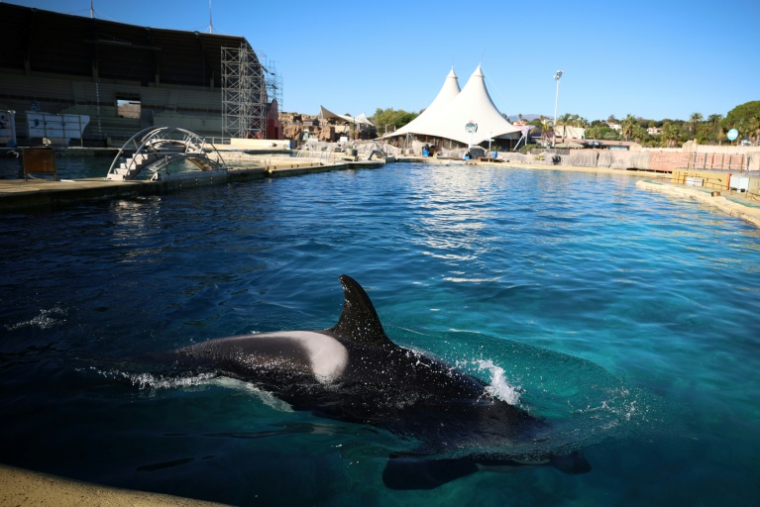 Le bassin des orques du MarineLand à Antibes, le 27 novembre 2025 dans les Alpes-Maritimes ( AFP / Valery HACHE )
