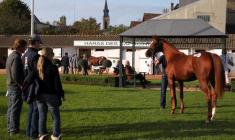 Inspection générale du yearling avant la vente. (© Arqana)